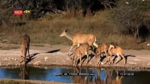 Two female greater kudu and their three juveniles drink water at the water edge GOOD LIGHT