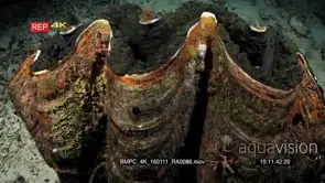lose up of the fluted edge of a huge giant clam, Tridacna gigas