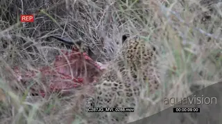 Leopard feeding on a carcass in bushveld MLS ZI MS