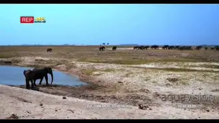 Pan shot over large herd of elephants in distance