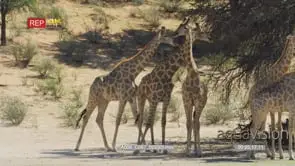 Giraffe walking and join giraffe Tower under tree