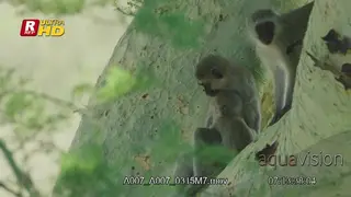 Female Vervet monkey sitting with her young one next to her in a tree.