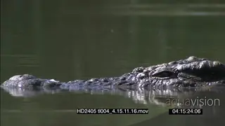 Nile Crocodile swimming slowly into frame from right, XCU ZO MCU