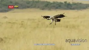 Tracking shot of white-backed vulture flying to land on a kill
