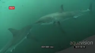 Great White Sharks (2) gently cruising past each other underwater in deep ocean HAND UW