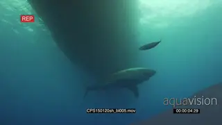 Great White Shark swimming under boat in green ocean LA UW HAND