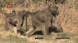 Male and female baboon walking ,Female with baby on back PAN