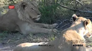 African Lions laying down on bushveld and one walking away WS ZI MLS PAN HAND AmCam