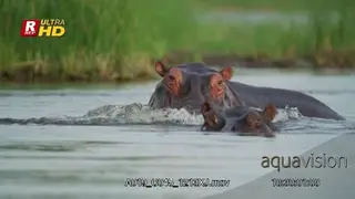 Two adult Hippos submerging, eyes, wiggling ears and nostrils above the water surface.