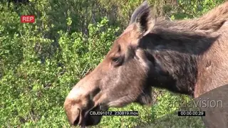 Moose Grazing and feeding on leaves