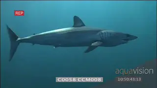 Mako shark swimming across frame blue water