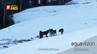 A pack of Arctic wolves gathers while guarding territory and searching for food. MWS.; PAN.