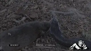 Black Mamba feeding on mouse HA PAN ZOOM MCU