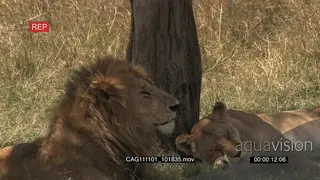 African Lion and Lioness laying down on grass looking around 2S MWS ZI MLS
