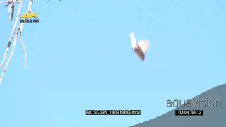 Sociable Weaver flying down from nest SLOWMO