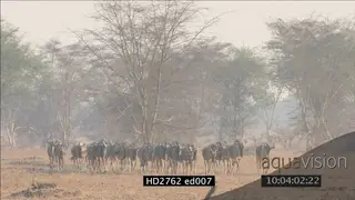 Cookson's wildebeest herd migrating in dry Luangwa rift valley WS