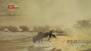 Wildebeest herd crossing mara river