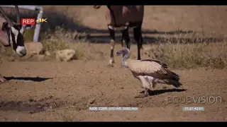 close up shot of slow motion tracking shot of a large white-backed vulture Gyps…