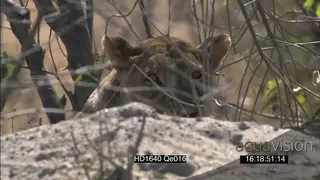 African lioness behind bushes near burrow stalk hunting