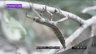 Thorny devil stick insect upside down on tree branch