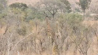 A pair of giraffes standing and fighting WS DRY