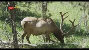 Elk standing and grazing GENERAL BEHAVIOUR