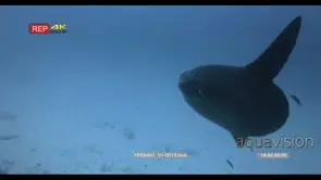 CU slow motion shot of a large mola sunfish swimming in the ocean while cleaner wrasses.