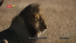 Close up super slow motion side view shot of the face of a male lion with its black mane.