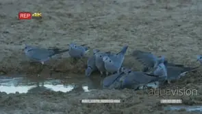 Flock of ring-necked doves drinking from puddle after rain CU