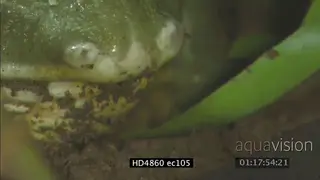 Bullfrog mouth feeding CU