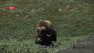 Musk Ox on Greenland tundra Green MS