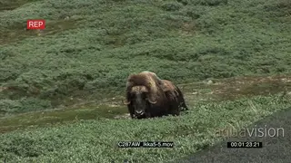 Musk Ox on Greenland tundra Green MWS