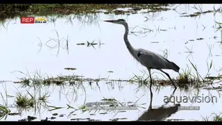 Grey heron fishing for food in chobe river, stepping carefull through the water
