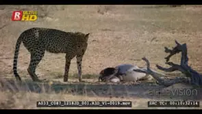 Tracking shot of a cheetah with its kill nervously keeping watch.