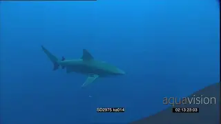 Zambezi Bull Shark over Kosi Bay reef, Peter Lamberti diving with sharks