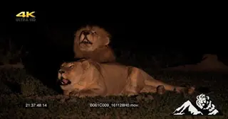Male lion with the lioness both roars