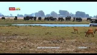 Elephant herd grazing next to chobe river with a group of tourists on a house boat and.