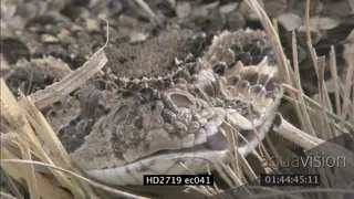XCU of Puff Adder face