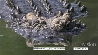 Nile Crocodile half sub-merged in the water facing the camera