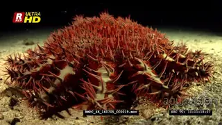 A red and cream coloured crown-of-thorns sea star hunting for food at night