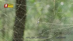 Golden silk orb-weaver spider walking on it's grid web and a way of trapping preys. MWS.