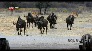 Blue wildebeest herd walking in the dust with the heat haze and two impala in the distance
