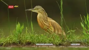 Squacco heron walking on the water edge