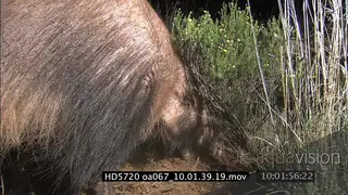 Aardvark walking digging holes hunting for Termite mounds NIGHT