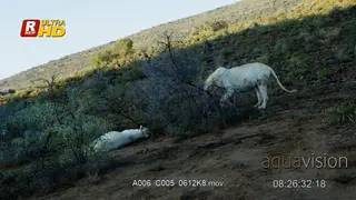 Male White lion standing, feeding on a hunted carcass and female Lioness laying down.