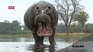 Bull hippo yawning MWS