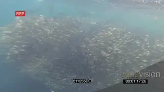 Cape Fur Seals hunting swimming through Sardine baitball feeding UNDERWATER HANDHELD