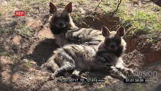 Pair of Aardwolf's resting grooming alerted look towards camera