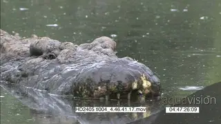 Nile Crocodile half sub-merged in the water facing camera