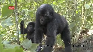 Mountain Gorilla family with young feeding and GENERAL SOCIAL behaviour.
